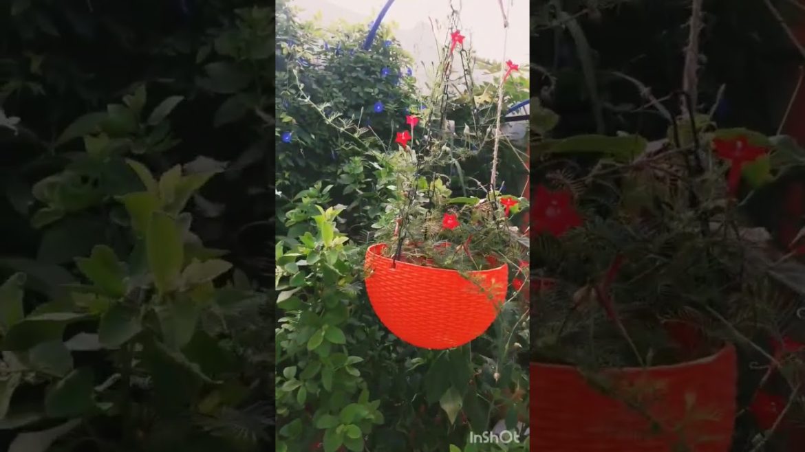 My Garden Glimpse || మా తోట అందాలు || #shorts #ytshorts #youtubeshorts #gardening #viral #organic