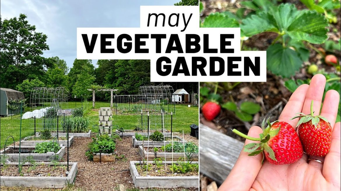 Vegetable garden tour May 2022 🌱 Small homestead | GroundedHavenHomestead