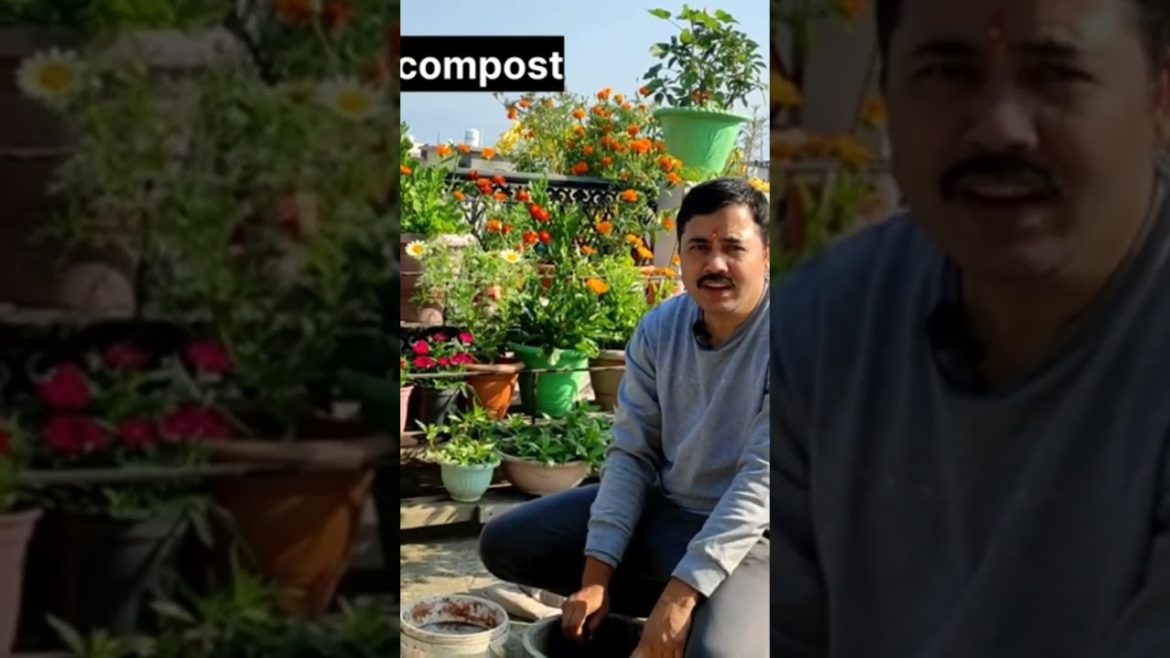 homemade liquid fertilizer for winter gardening #naturein3rdfloor #gardeningtips