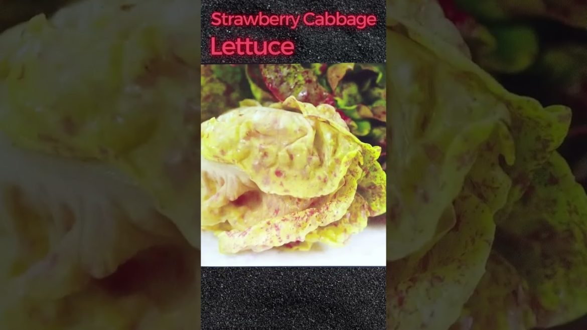 Strawberry Cabbage Lettuce Seed Unpack and Plating Info #gardening #hydroponics #gardeningtips