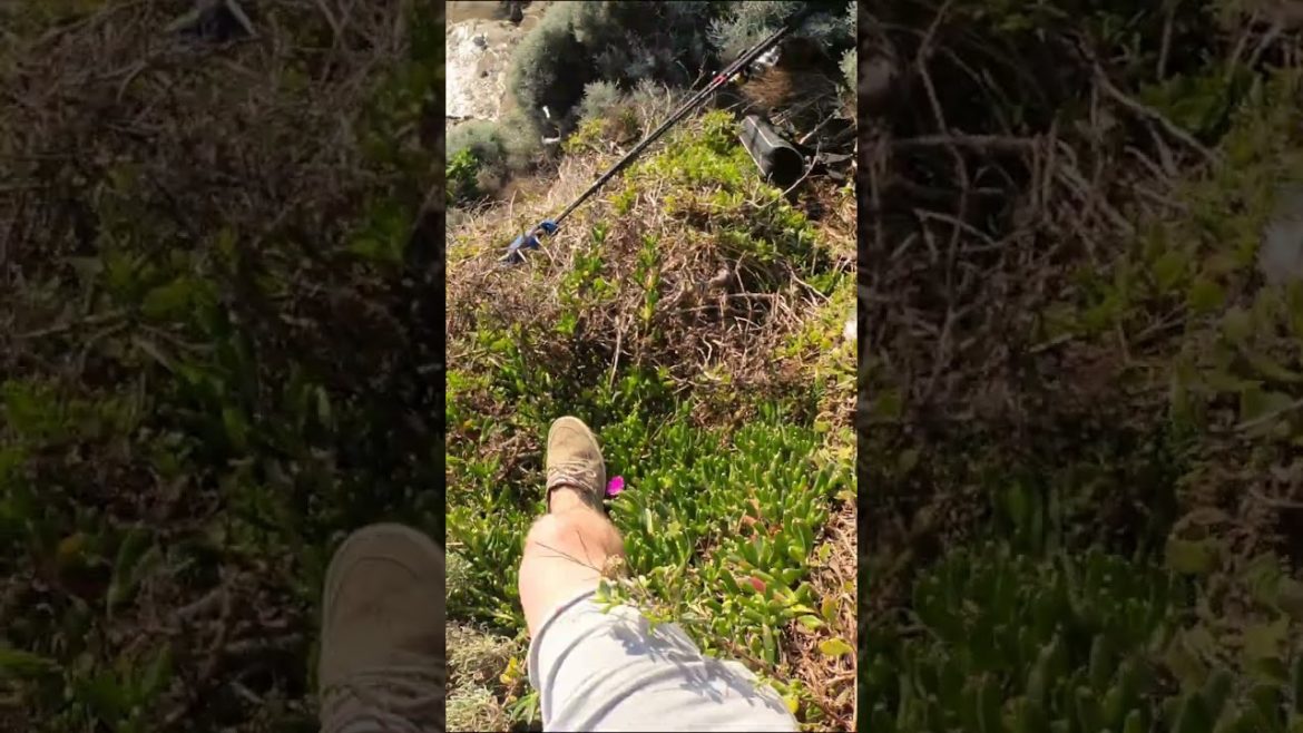 The No.1 BUSHFOOD (Foraging) The No.1 BUSHFOOD (Foraging)