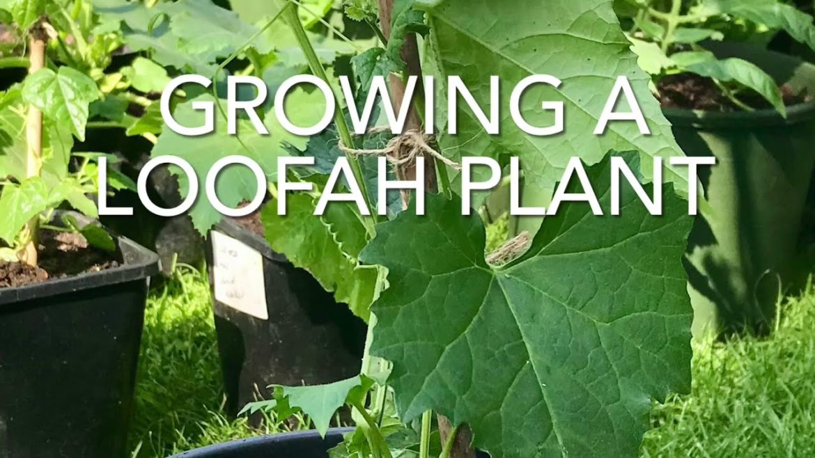 Growing A Luffa Plant, Growing A Loofah Plant, Natural Plant, Vegetable Gardening