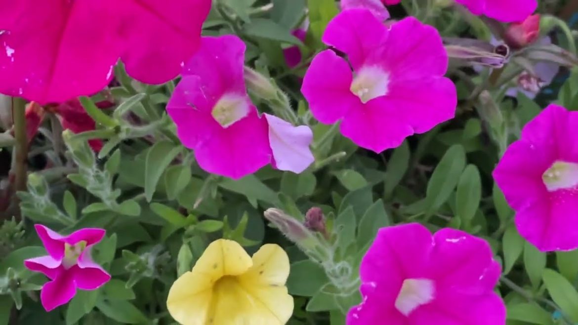 Priorities Change Fast in the Garden!😵‍💫👀🦋