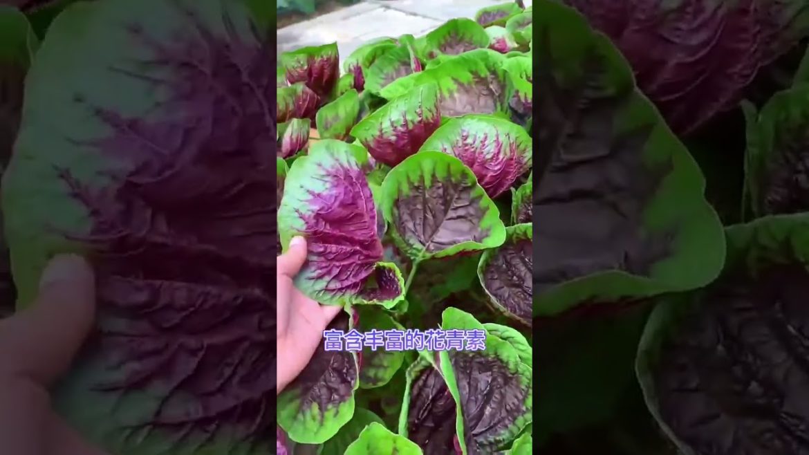 how to growth vegetable #natural how to growth vegetable #natural
