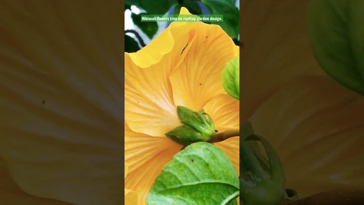 Hibiscus flower tree on rooftop garden design.#hibiscus #flowers #roof #gardening #viral. Hibiscus flower tree on rooftop garden design.#hibiscus #flowers #roof #gardening #viral.