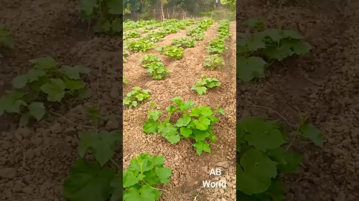Growth of Cucumber Field Within 1 month👍👍👍