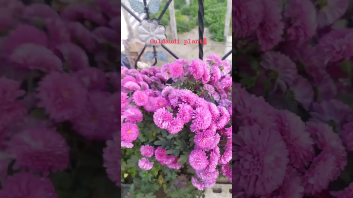 sardi main ugaye chrysanthemum flower #chrysanthemums #gardeningtips