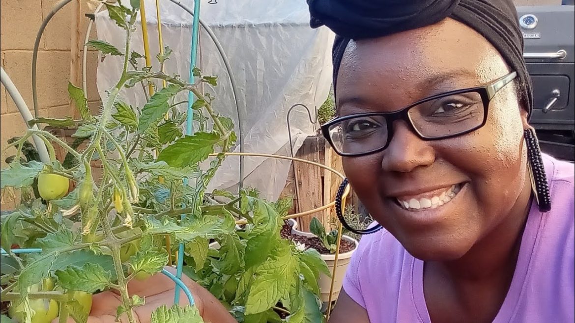 Winter Desert Garden Tour- Waiting For My Winter Tomatoes To Turn Red