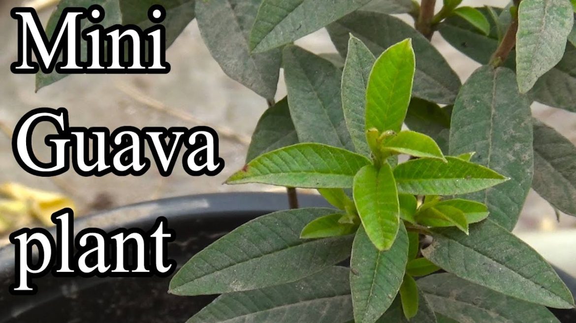 Dwarf Guava Tree | Guava Plant for Pot | Hybrid Guava Tree | Miniature Amrood Plant Dwarf Guava Tree | Guava Plant for Pot | Hybrid Guava Tree | Miniature Amrood Plant