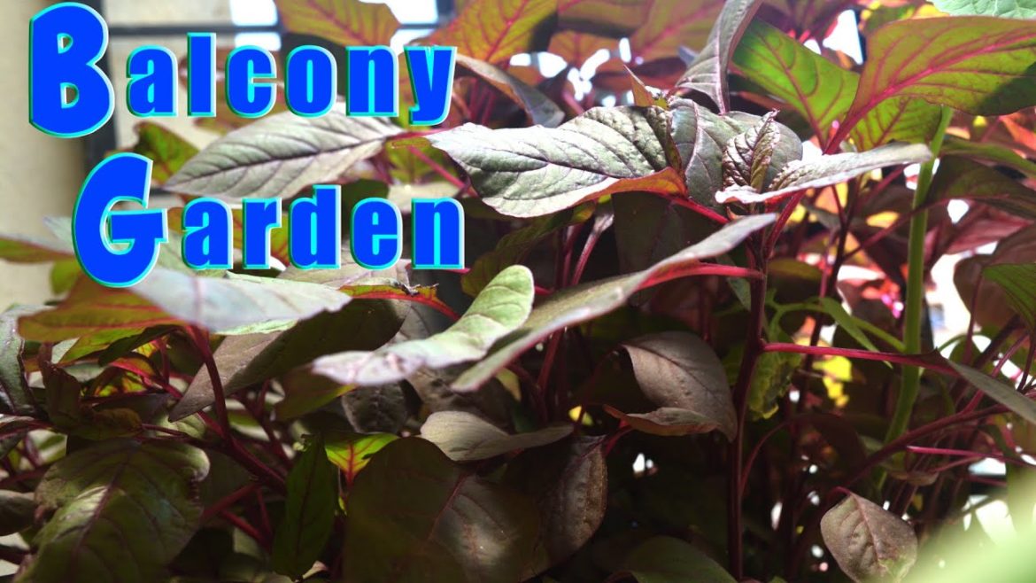 How to grow red spinach vegetable in balcony garden tips How to grow red spinach vegetable in balcony garden tips