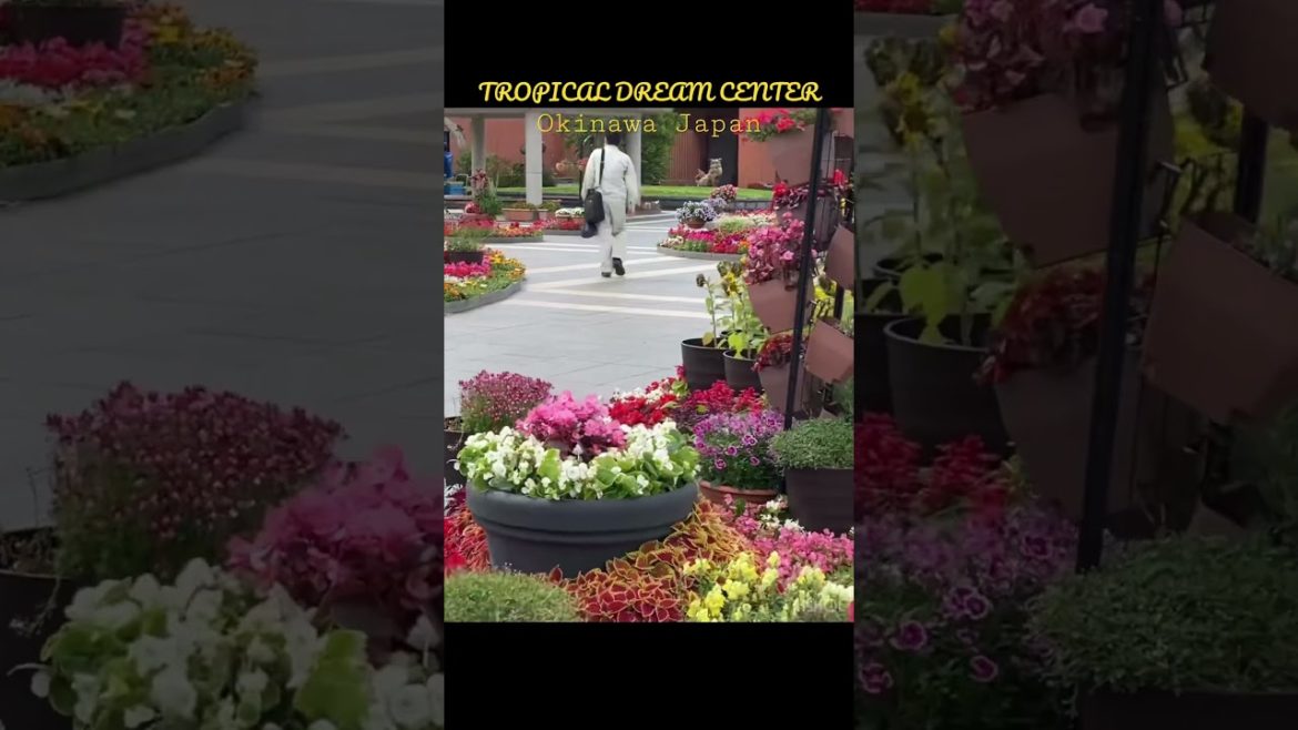 Beautiful Japanese Garden, Tropical Dream Center | Okinawa Japan #shorts #japan
