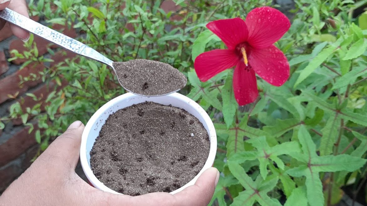 Banana Peels Fertilizer || Easy And Free Best Fertilizer For Any Plants