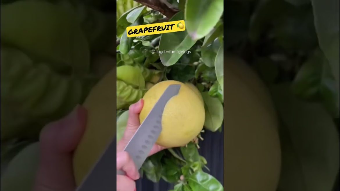 Fruit Cutting POMELO : GRAPEFRUIT 🍋 #shorts #fruitcutting #satisfying #fruit #food #oddlysatisfying