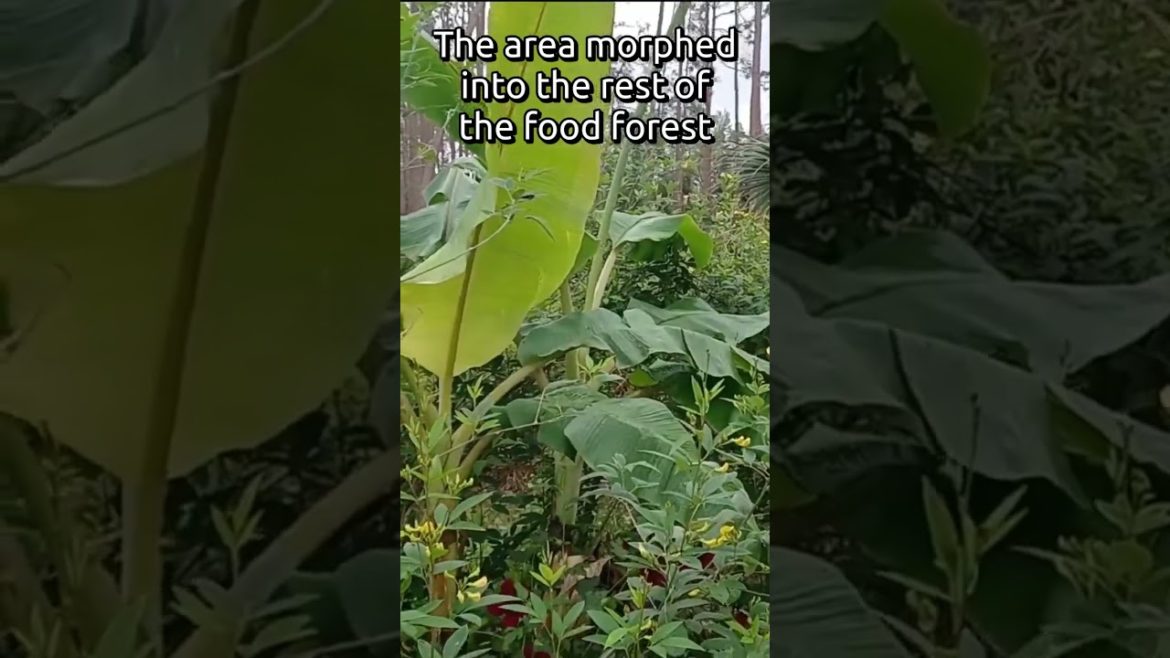 #shorts How to create a food forest in your backyard