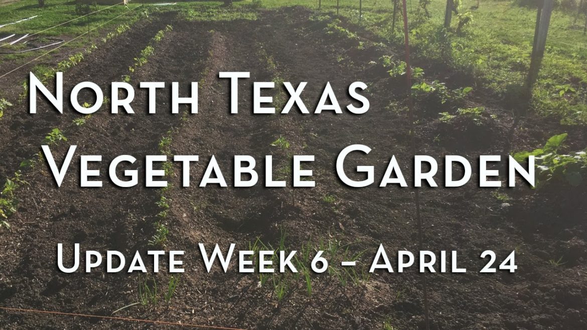 North Texas Vegetable Garden Update Week 6   April 24 – Raised Bed Garden Ideas