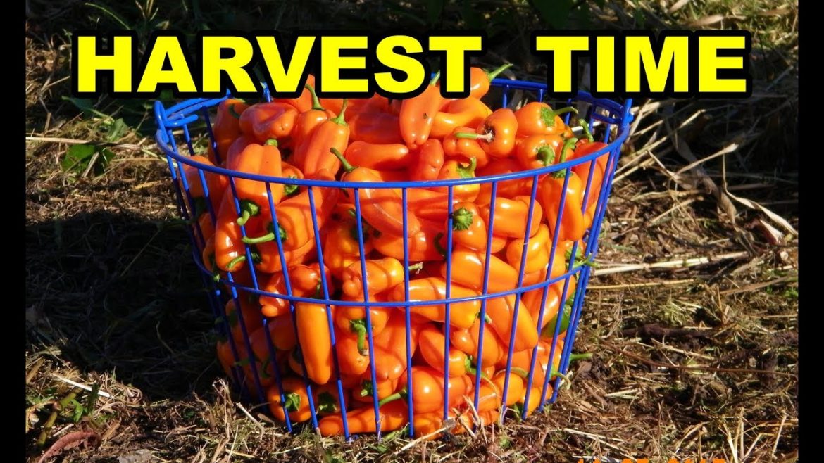 Peppers Harvest Time. True NO TILL Organic Vegetable Gardening with mulch for beginners 101.  Pt 8