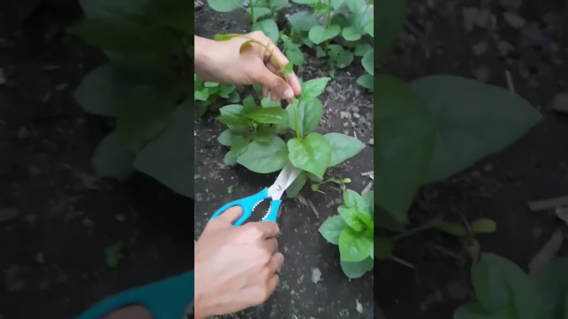 hái rau quả ăn #vegetables #garden