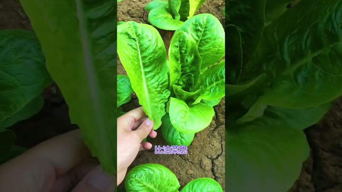how to growth vegetable #natural how to growth vegetable #natural