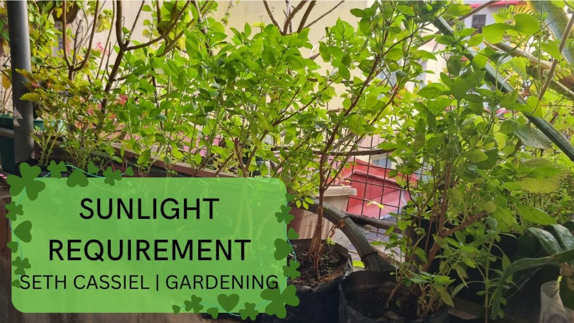 How much SUNLIGHT do PLANTS NEED? (Sunlight Terminologies) | Urban Gardening How much SUNLIGHT do PLANTS NEED? (Sunlight Terminologies) | Urban Gardening