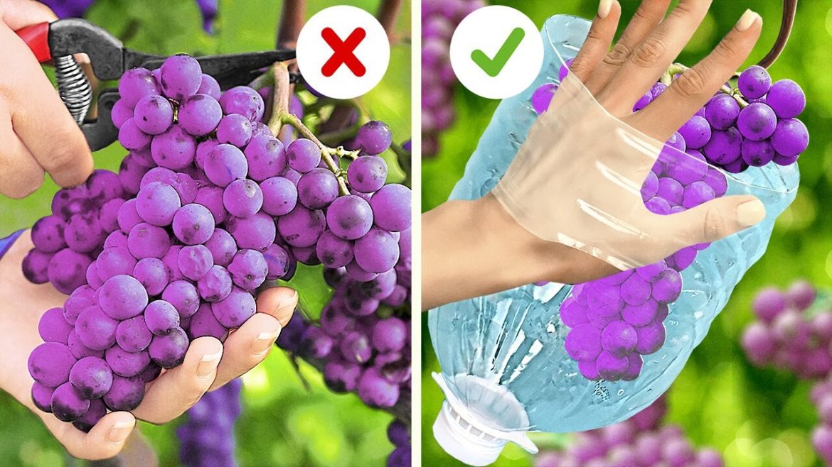 Quick Ways to Collect Food in Your Garden Quick Ways to Collect Food in Your Garden