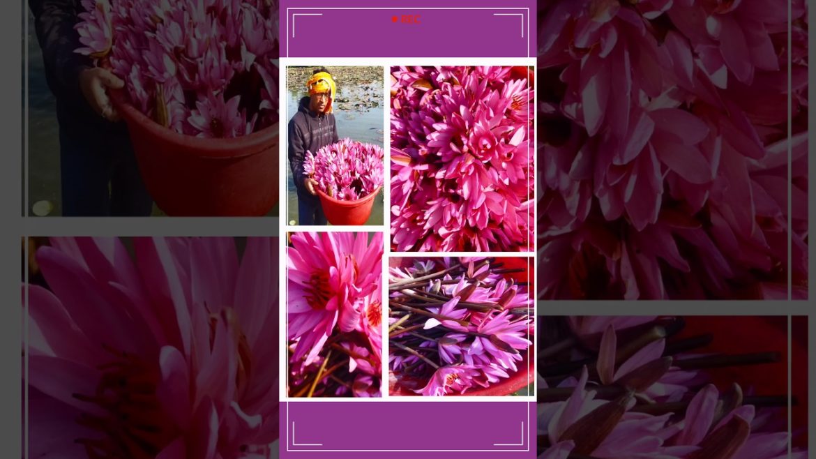 #Shorts#Gardening Tips & Techniques#Garden Ideas Care & Grow Lotus & Harvesting ll Kamal kaise ugae #Shorts#Gardening Tips & Techniques#Garden Ideas Care & Grow Lotus & Harvesting ll Kamal kaise ugae