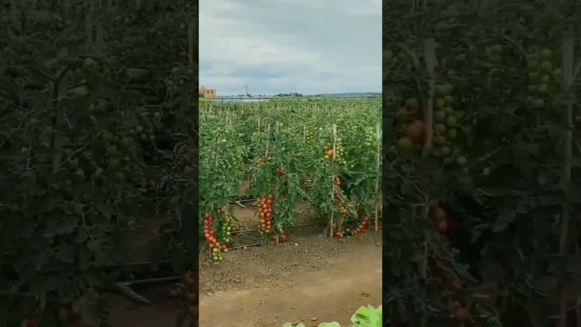 Beautiful Green gardening #gardening#satisfying#shorts#shortsfeeed