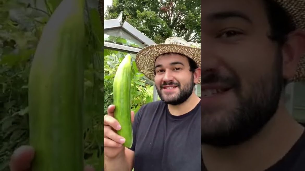 #shorts  #garden #gardening #gardentour #gardener #gardens #harvest #harvesting #organic #planting