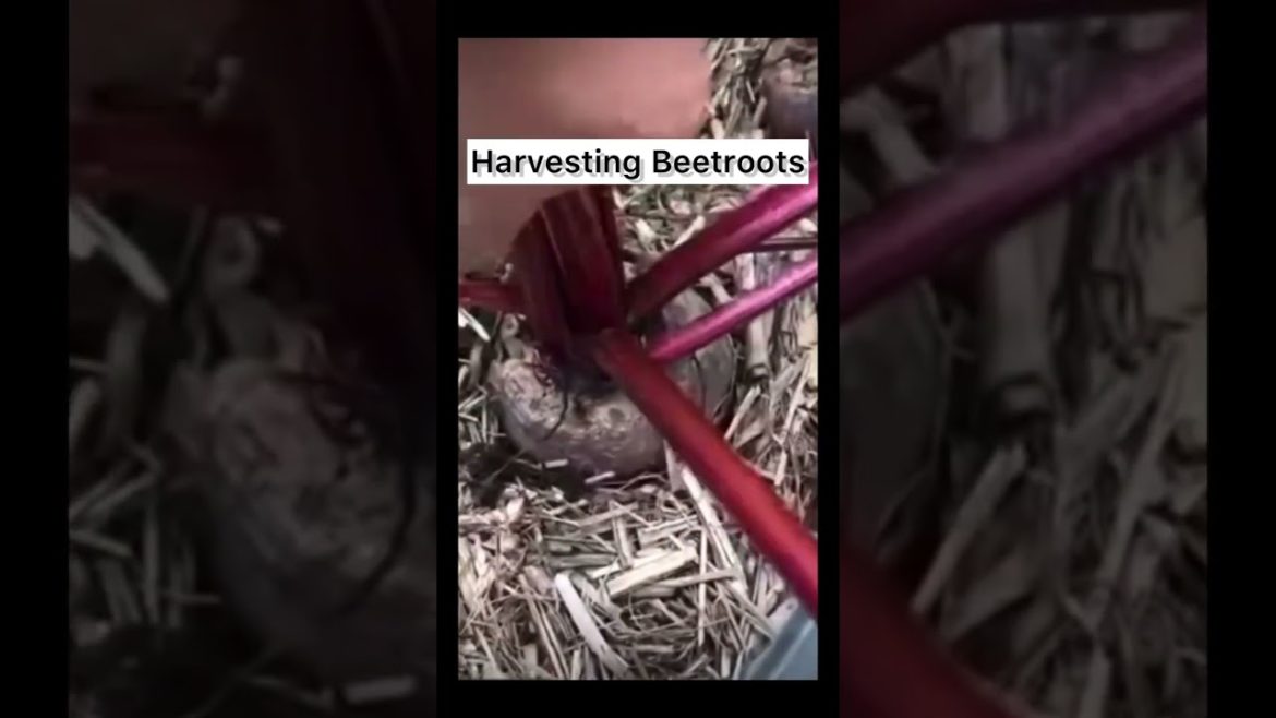 Harvesting Beetroots | Some more Beetroots from the Garden #shorts