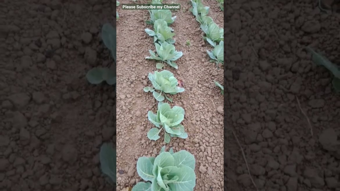 Vegetable Planting In My Garden | Cabbage #shorts #satisfying #harvesting #amazing #gardening