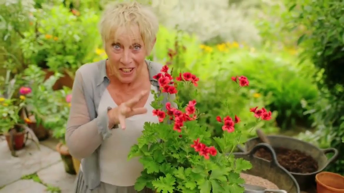 Summer Gardening with Carol Klein🍀Episode 4