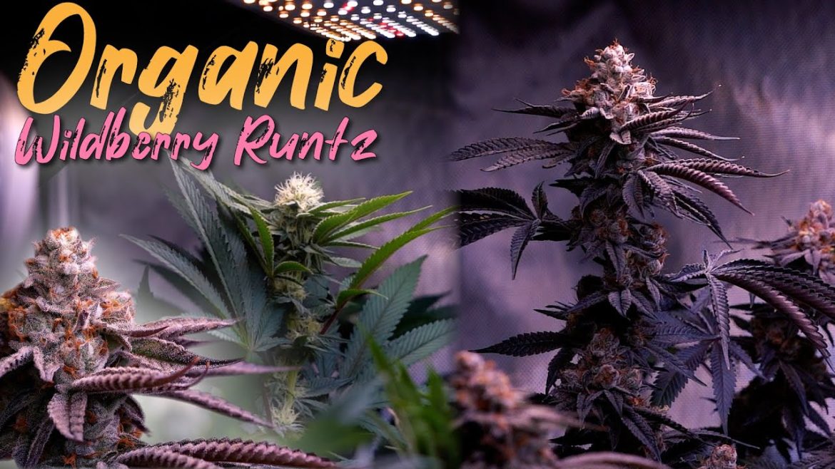 HOW TO FLOWER & FEED ORGANIC WEED EASILY ( SLOW RELEASE SUPER SOIL ) WILDBERRY RUNTZ | EPISODE 3