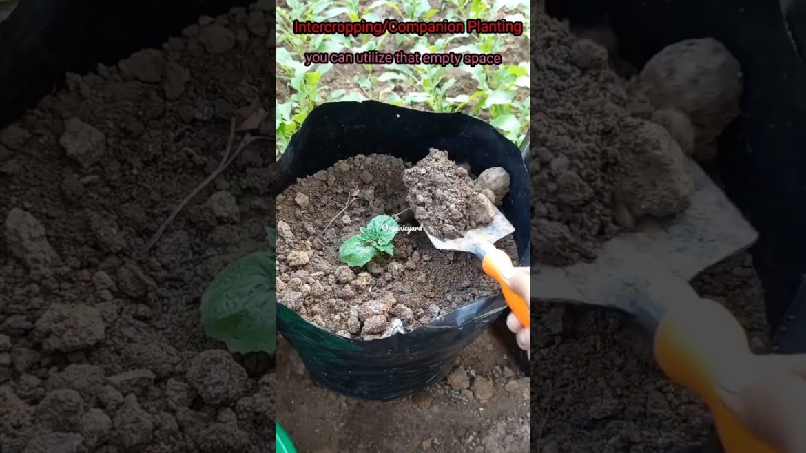 Companion Gardening for Winter Vegetables | कम जगह में ज्यादा सब्जियां कैसे उगाए #shorts #ytshorts