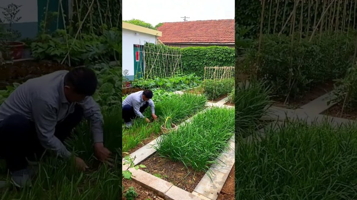 how to growth vegetable #natural