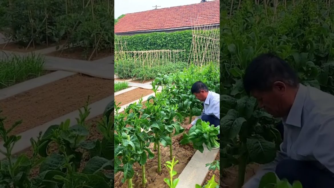 how to growth vegetable #natural how to growth vegetable #natural