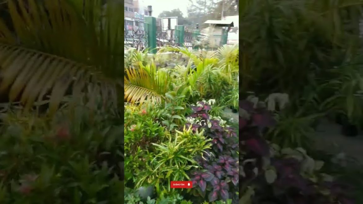 ๐๐#gardeningtips #garden #vlog ๐๐#viral #ytshorts #shorts #youtubeshorts #short ๐๐#gardeningtips #garden #vlog ๐๐#viral #ytshorts #shorts #youtubeshorts #short