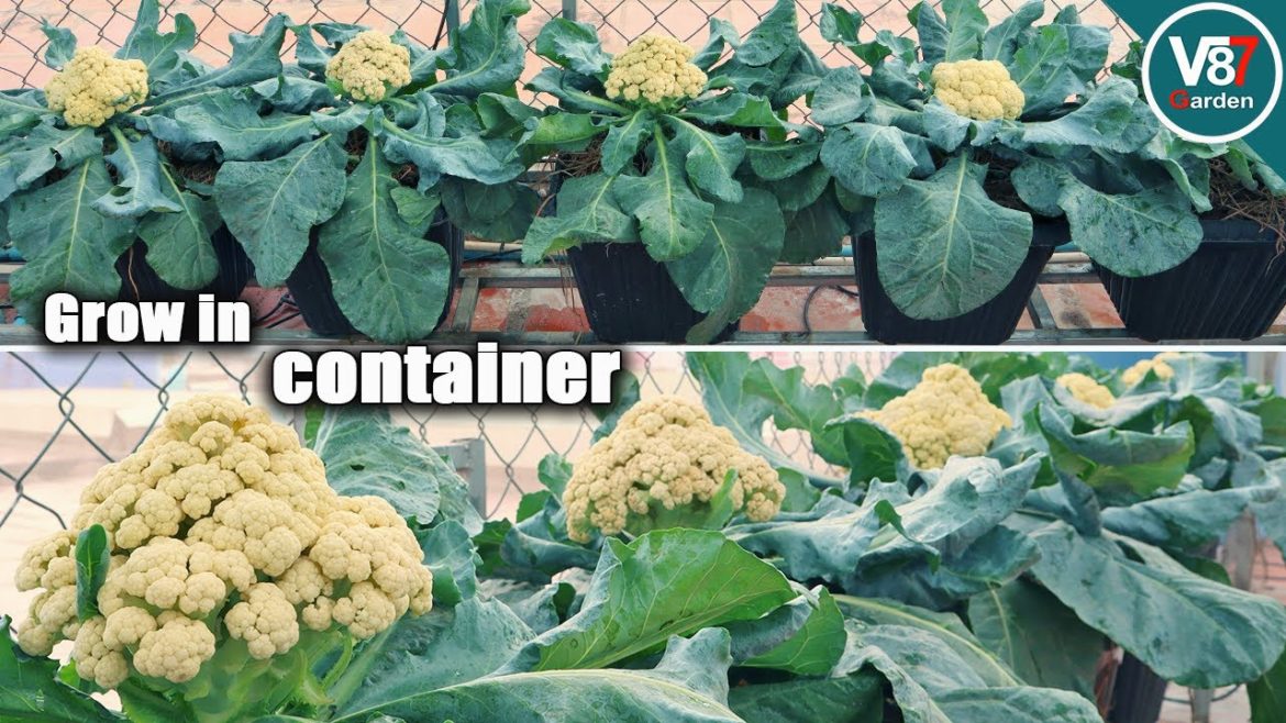 How to Grow Cauliflower Fast and Easily from Seed to Harvest