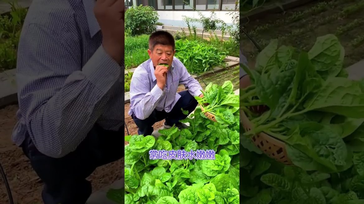 how to growth vegetable #natural how to growth vegetable #natural