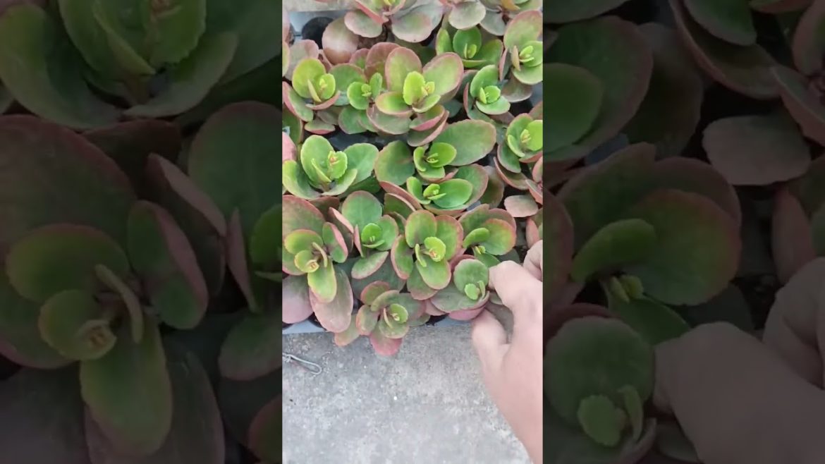 making of hanging  basket #shorts #youtubeshorts #viral #gardentips #mannatgardennlifestyle