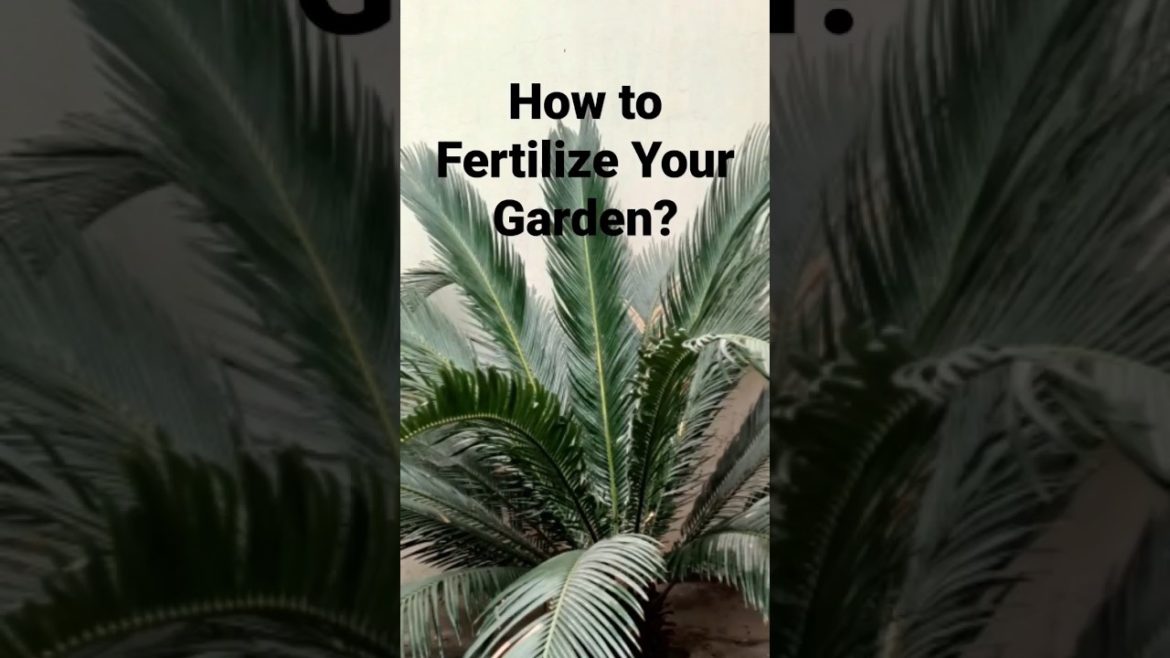 How to Fertilize Your Garden#garden#vegetables