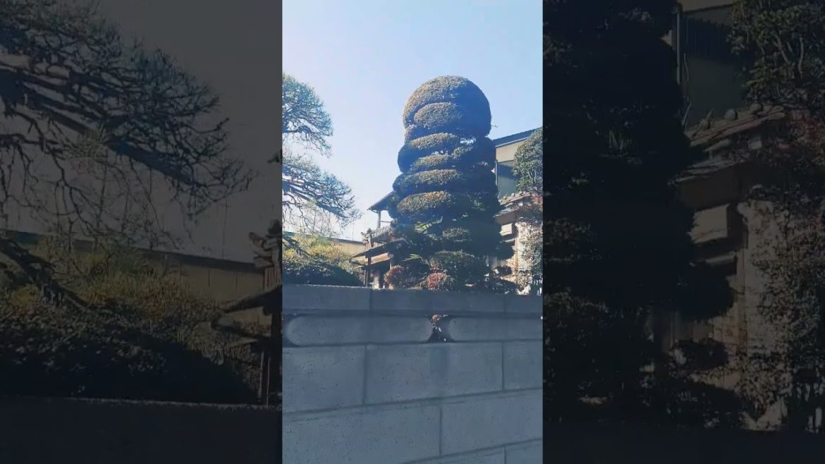 Japanese garden Japanese garden