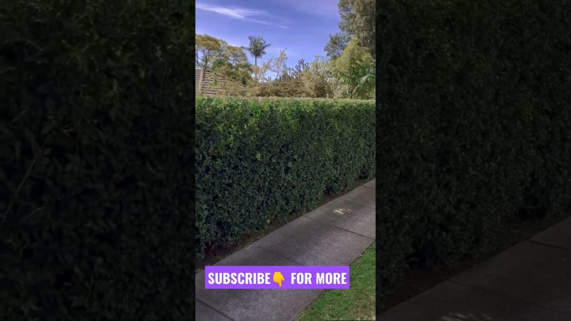 Shaping plants leaves satisfying #shorts #gardening #garden #plants #trends #cutting