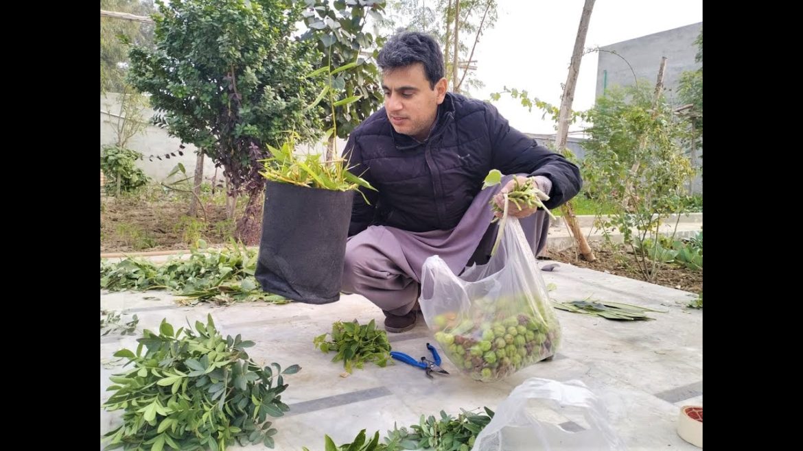 My Farmhouse Plant Propagation | Garden Vlog | Many Plant Cuttings and Flower Seeds