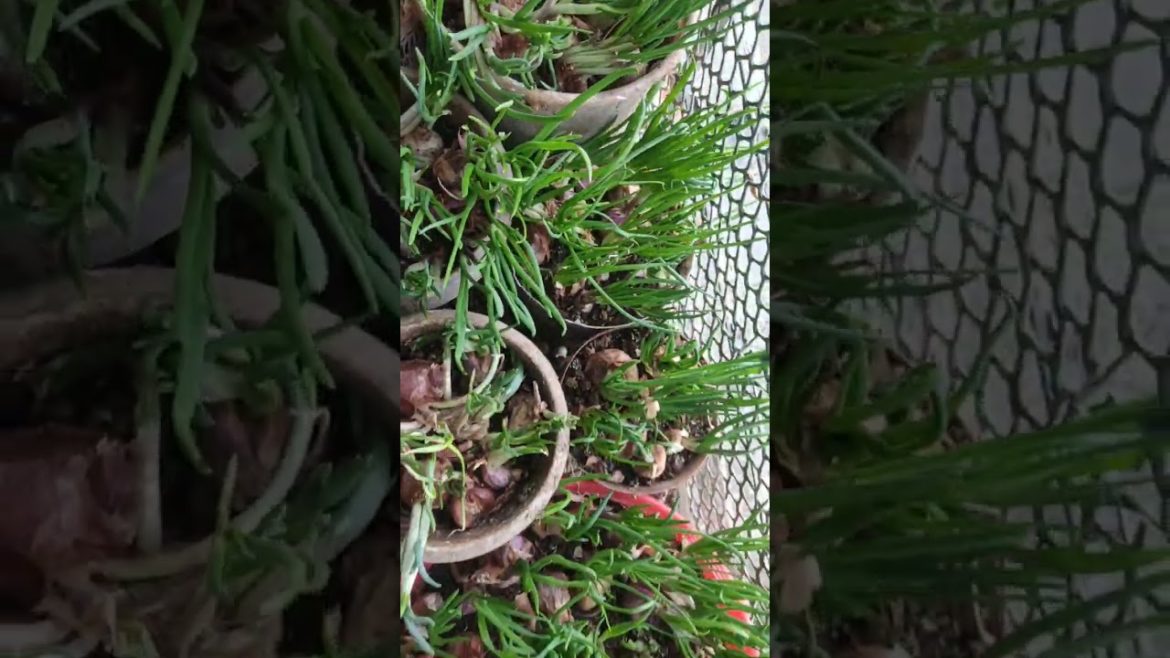 😱😍#springonions #shorts #howyoulikethat  #shortsfeed #viralshorts #youtube #pot #gardening #plant