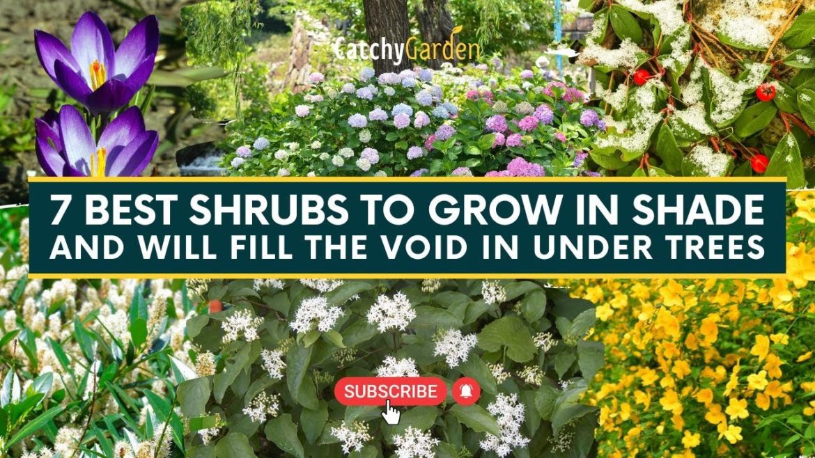 7 Best Shrubs To Grow In Shade and Will Fill The Void in Under Trees 🌷🌳 // Gardening Tips