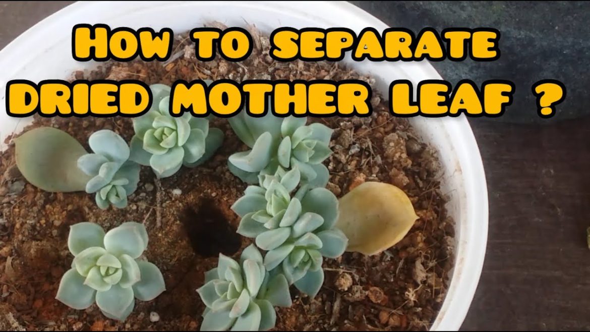 || SEPARATION OF DRIED MOTHER LEAF FROM PUPS || LEAF PROPAGATION || #shorts