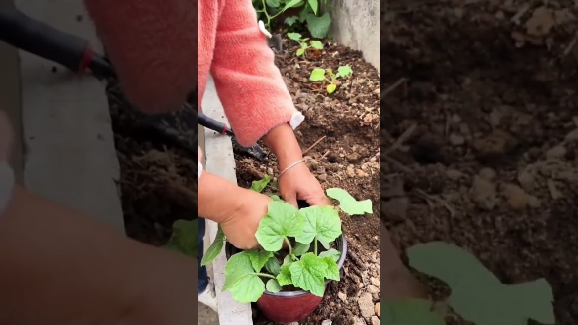 how to growth vegetable #natural how to growth vegetable #natural