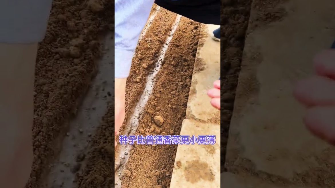 how to growth vegetable #natural how to growth vegetable #natural