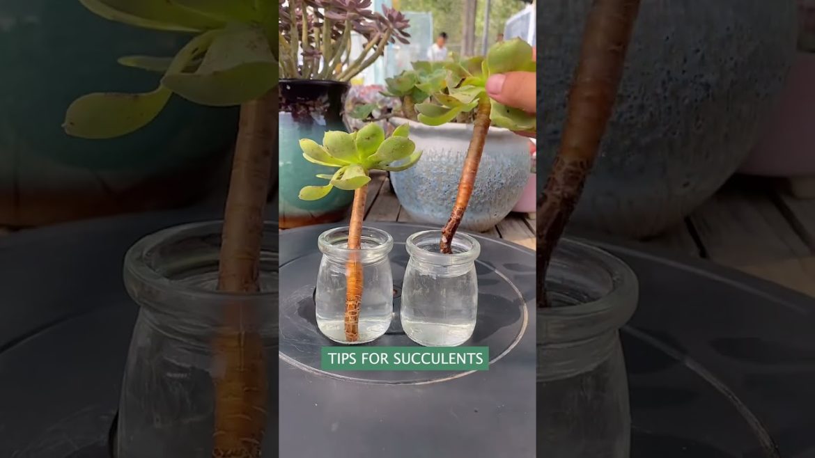 Tips for succulents | 多肉植物 | 다육이들 | Suculentas