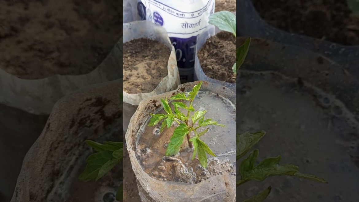 Transplanting tomatoes #shorts #youtubeshorts #garden #viral Transplanting tomatoes #shorts #youtubeshorts #garden #viral
