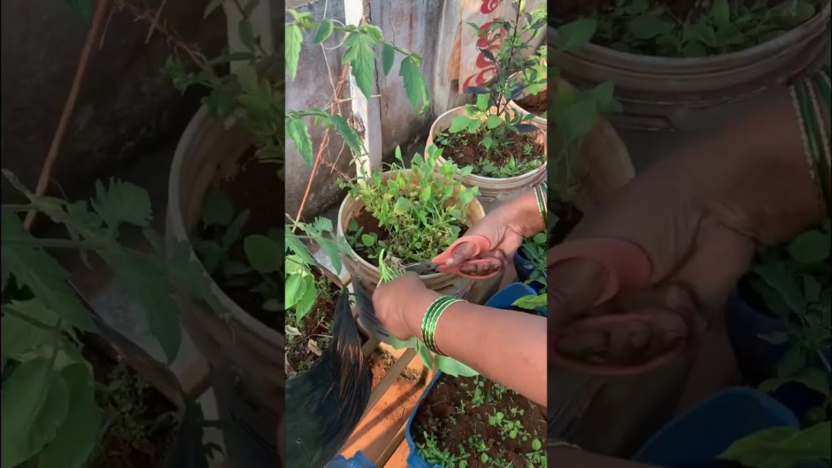 Leafy Vegetable Harvesting || Lucky’s Terrace Garden